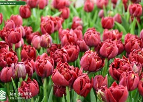 Tulipa Nachtwacht (3)