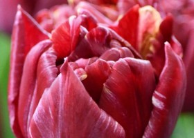 Tulipa Nachtwacht (4)