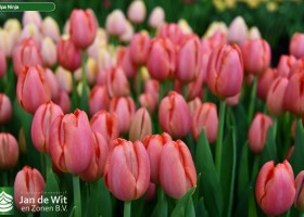 Tulipa Ninja (3)