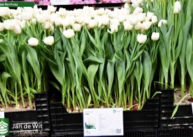 Tulipa Northcap (1)