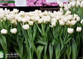 Tulipa Northcap (2)