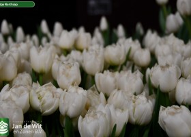 Tulipa Northcap (3)