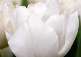 Tulipa Northcap (4)