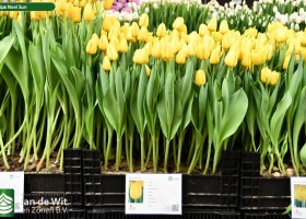 Tulipa Novi Sun (1)