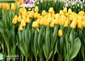 Tulipa Novi Sun (2)