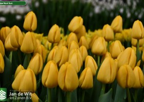 Tulipa Novi Sun (3)