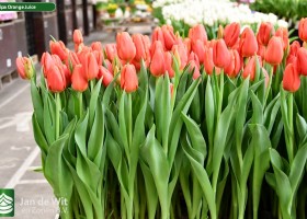 Tulipa Orange Juice (2)