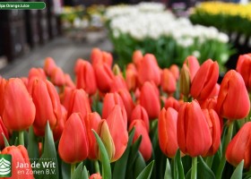 Tulipa Orange Juice (3)