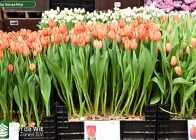 Tulipa Orange Ninja (1)