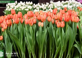 Tulipa Orange Ninja (2)