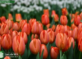 Tulipa Orange Ninja (3)