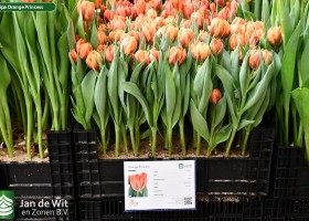 Tulipa Orange Princess (1)