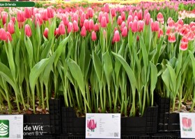 Tulipa Orlenda (1)