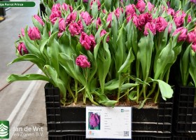 Tulipa Parrot Prince (1)