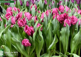 Tulipa Parrot Prince (2)