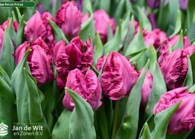 Tulipa Parrot Prince (3)