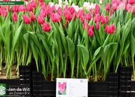 Tulipa Pink Ardour (1)