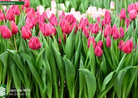 Tulipa Pink Ardour (2)