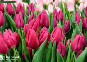 Tulipa Pink Ardour (3)