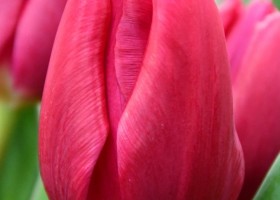 Tulipa Pink Ardour (4)