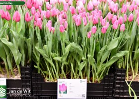 Tulipa Pink Flag (1)