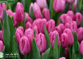 Tulipa Pink Flag (3)