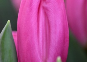 Tulipa Pink Flag (4)