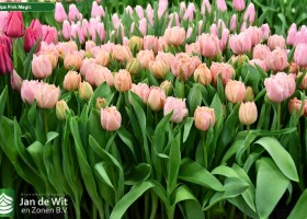 Tulipa Pink Magic (2)