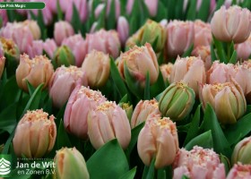 Tulipa Pink Magic (3)