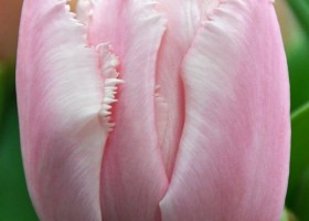 Tulipa Pink Magic (4)