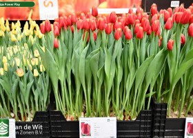 Tulipa Power Play (1)