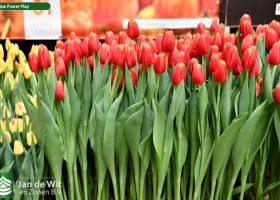 Tulipa Power Play (2)