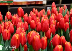 Tulipa Power Play (3)