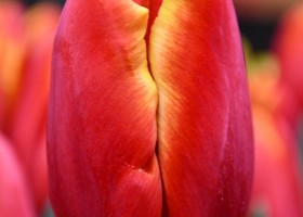 Tulipa Power Play (4)