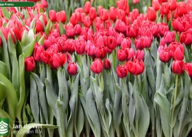 Tulipa Presto (2)