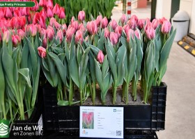 Tulipa Pretty Princess (1)