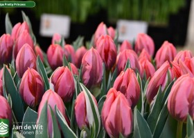 Tulipa Pretty Princess (3)