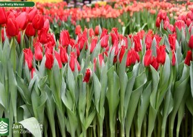 Tulipa Pretty Woman (2)