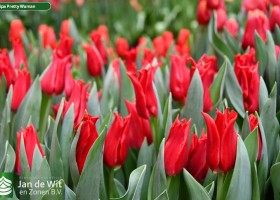 Tulipa Pretty Woman (3)