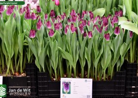 Tulipa Purple Crystal (1)