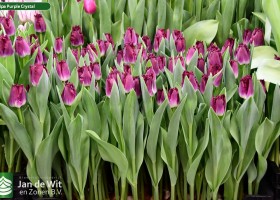 Tulipa Purple Crystal (2)