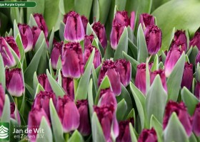 Tulipa Purple Crystal (3)
