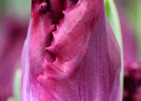 Tulipa Purple Crystal (4)