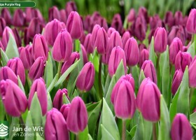 Tulipa Purple Flag (3)