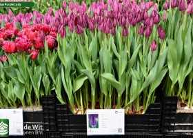 Tulipa Purple Lady (1)