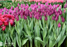 Tulipa Purple Lady (2)