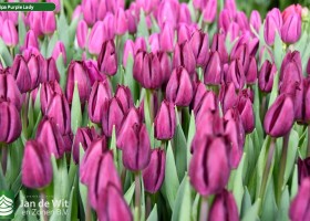 Tulipa Purple Lady (3)