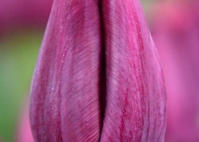 Tulipa Purple Lady (4)