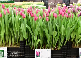 Tulipa Purple Raven (1)