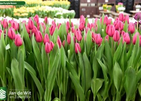 Tulipa Purple Raven (2)
